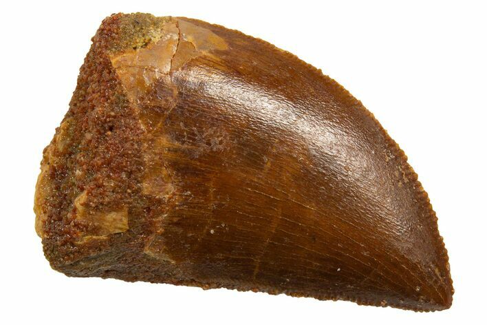 Serrated, Baby Carcharodontosaurus Tooth - Morocco #329875